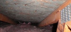 Mold Growth In Crawlspace 